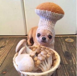 Смешные мемы про собачек, собачка в виде грибами