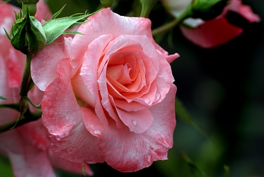 HD обои: крупным планом фото розовой розы, Ливерпульское Эхо, Розы, Садоводство