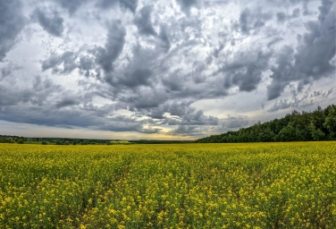 Золотые рапсовые поля… Рязанская область. Облака