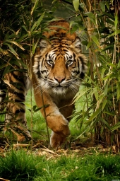 Фото тигра, идёт