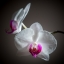 HD обои: фотография крупным планом бело-розовых цветов орхидеи мотылька скачать бесплатно