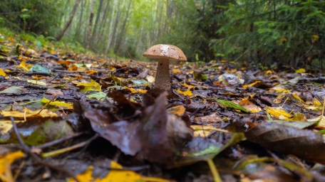 Осенняя фотка с грибом в лесу, на телефон Redmond note7