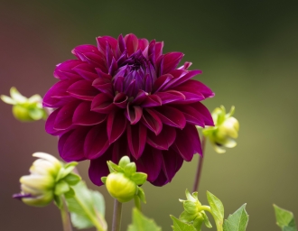 HD обои: близкое фото фиолетового цветка с лепестками, георгин, красный, сады лонгвуда