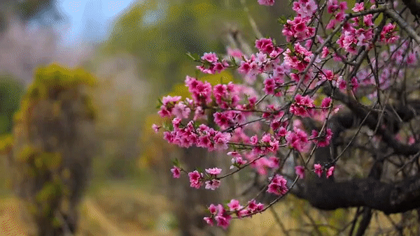 Красивая гиф анимация цветов на деревьях