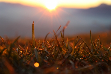 Макро, трава, солнце, фото, солнце, а ещё, фото красивое