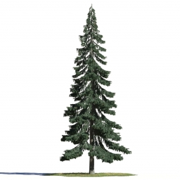 Сборник моделей хвойных деревьев (3ds max) 1