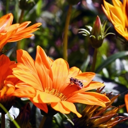Пчёлка пчела на цветке