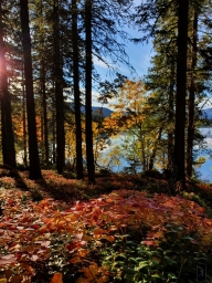 Лес, осень, фотка с телефона, Самсунг Гэлакси эс 10