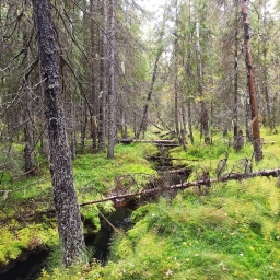 Красота, лес, зелено, Архангельская область
