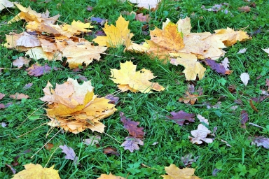 Осень, листья на траве