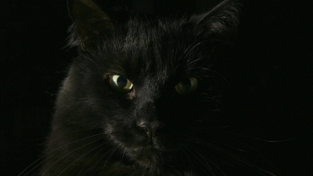 Черная кошка Крупным планом