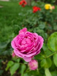 Цветок, розовый цветок. Фото на смартфон