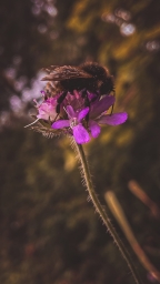 Пчелка на цветке фиолетового цвета, на айфон 12