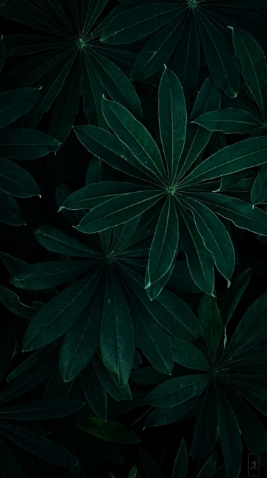 -iPHONE 11 | LIGHTROOM + SNAPSEED, листья, растение