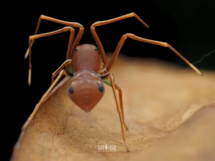 Пауки рода Amyciaea, имитируют муравьёв