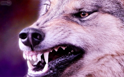 Злой Волк С Острыми Зубами Крупный План Злого Волка, Показывающего Свои Острые Страшные Зубы. Крупный план злого волка, показыва