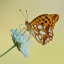 Перламутровка Пафия (лат. Argynnis paphia)