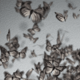 Бабочки, гиф анимация, butterfly, gif animation