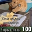 Котик ворующий еду со стола, вах