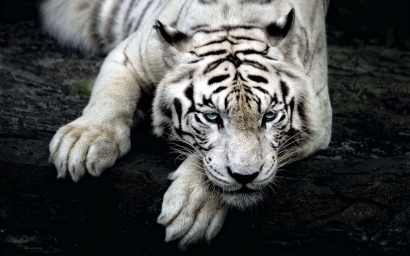 Хищник Тигр Альбинос Лежа Величественная Фотография Белого Тигра-Альбиноса, Настороженно Лежащего На Скалистой Скале. Насторожен