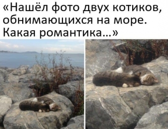 Два котика обнимаются на скалах возле океана, мило, мем