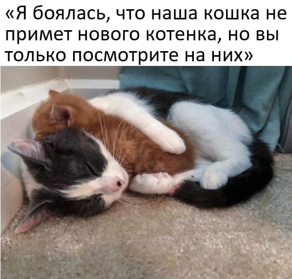 Милый мем с котиком, обнимашки, прикольчики