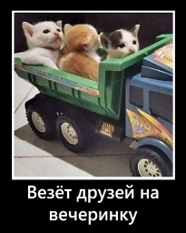 Три котёнка в грузовике