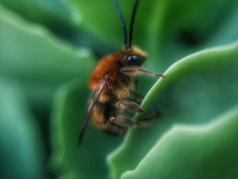 Пчелка, пчела. Макро фото. На растении