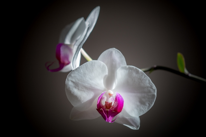 HD обои: крупным планом фотография в фокусе бело-розовых цветов орхидеи мотылька