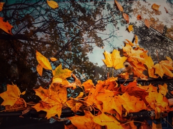 Осень красота, красива, осеннее, айфон 11 фотки