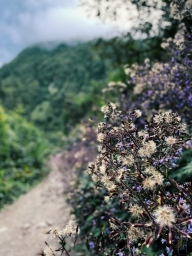 Фотографии на айфон 12. Роза хутор. Красивые горы. цветы