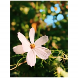 IPHONE 8 PLUS | FOCOS + DARKROOM, цветок