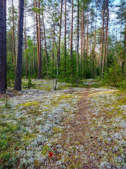 Летние фоточки в Лесу, в России, Фотоальбом