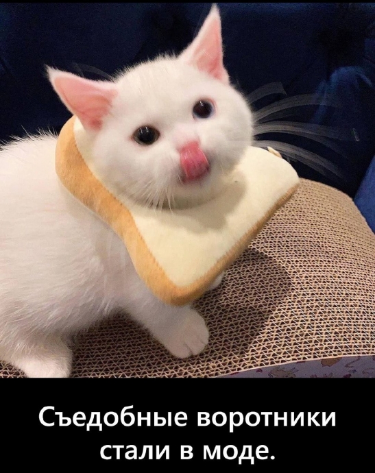 Котятки