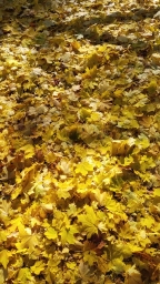 Осень, листья. Пос. Ильинский, на VIVO Y31