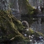 Фотка с ёжиком в лесу