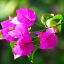 HD обои: крупным планом фотография розового цветка бугенвиллеи в дневное время, крупным планом