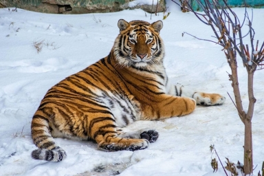 Вот такой вот красавчик красавец тигр на Снегу лежит, в России