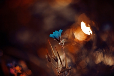 HD обои: цветок с голубыми лепестками, фотография с мелким фокусом синего цветка