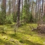 Ещё фоточки леса, лес, красота, лето. Россия, в России