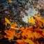 Осень красота, красива, осеннее, айфон 11 фотки
