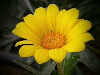 Красивый желтый цветок на телефон