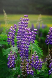 Фото: цветок, растение фиолетового цвета, высокий