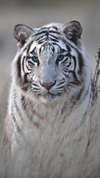 Белый тигр с голубыми глазами, фото HD, обои на телефон