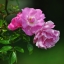 HD обои: мелкий фокус розовых цветов, розы, природа, сады, мирный