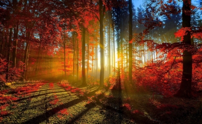 HD обои: Красный лес, фотография осени, Времена года, Природа, Красивые скачать бесплатно