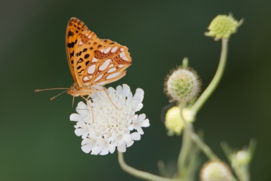 Бабочка на цветке, фотография