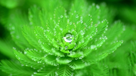 HD обои: растение с зелеными листьями из-за воды, крупным планом, капли воды, природа