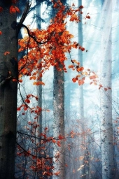 Осень, лес, деревья. Фото