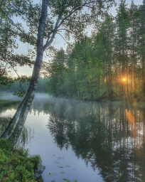 Солнце встало, лес проснулся. Фото природы